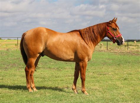 Distinguishing Between Stallions and Geldings: Key Differences