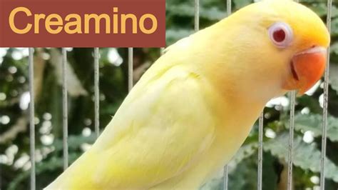 Creamino Lovebird