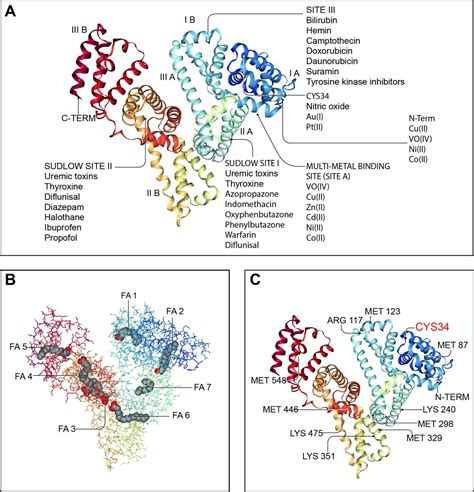 Albumin In Decompensated Cirrhosis New Concepts And Perspectives Gut