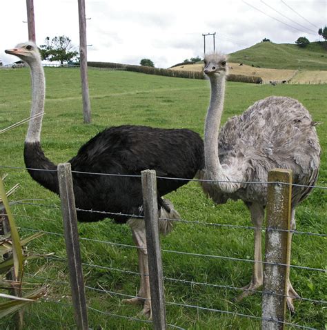 Lista de animais de fazenda e suas características