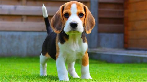 How Much Does A Beagle Cost Dog Product Picker