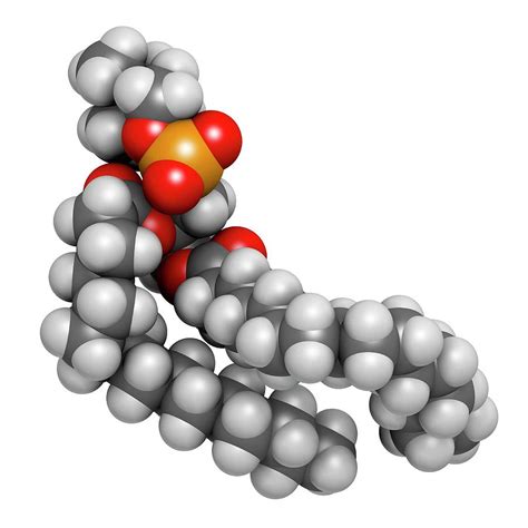 Pulmonary Surfactant Molecule Photograph by Molekuul - Pixels