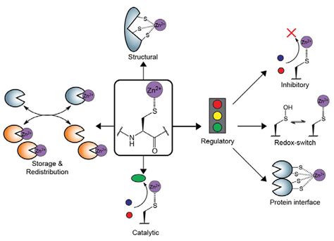 Biomolecules Free Full Text Zinc Binding Cysteines Diverse