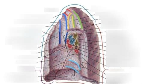 Lung Impressions R Diagram Quizlet