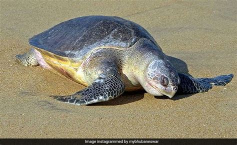 Olive Ridley Turtles Arrive At Odisha Beach For Mass Nesting