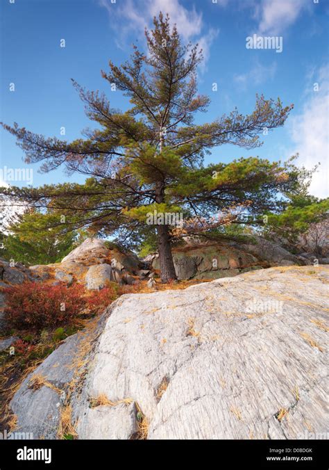 Pitch Pine Pinus Rigida Hi Res Stock Photography And Images Alamy