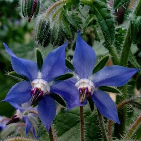 Borago Officinalis BORAGE 15 Seeds