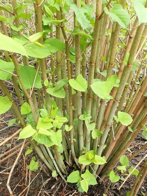 Giant Knotweed Plant Care And Growing Basics Water Light Soil