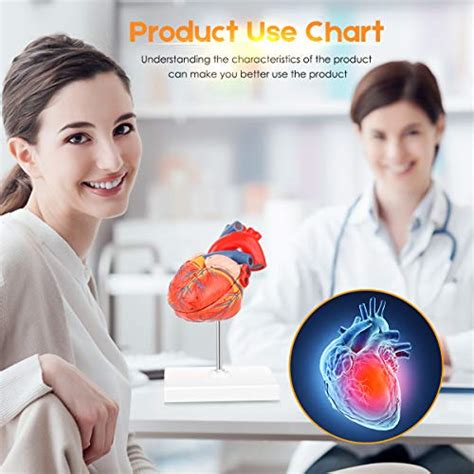 Snapklik MIIRR Human Heart Model 2 Part Life Size Heart Model