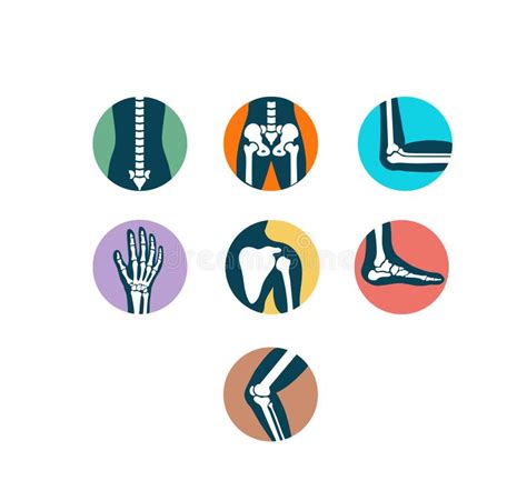 Human Skeleton Bones Joints Icon Set Stock Illustrations 132 Human