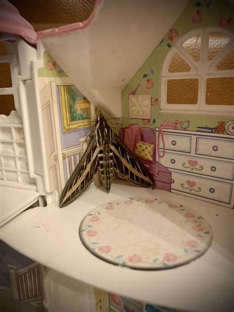 Attack of the giant moths! Anyone else getting these big fuzzy moths