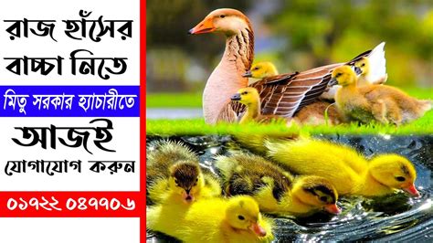 রাজ হাঁসের বাচ্চা নিতে চাইলে সরাসরি যোগাযোগ করতে পারেন মিতু সরকার