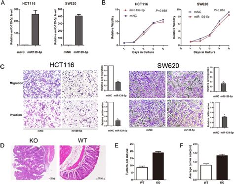 Mir 139 5p Suppressed Colon Cancer Cells Metastasis In Vitro And In