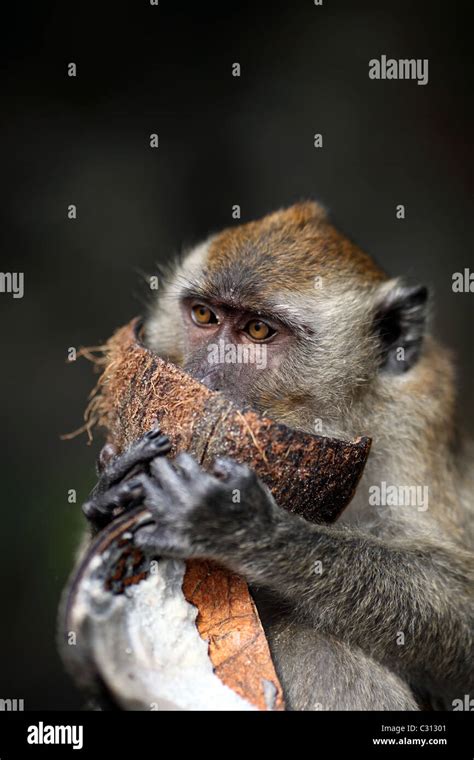 Macaque Monkey Eating Coconut At Ao Nang Beach Stock Photo Alamy