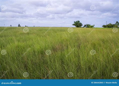 Natural Landscape View Of Green Grass Field With Blue Sky Stock Image