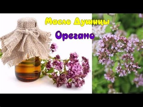 Как Приготовить Масло Орегано в Домашних Условиях. От Простуды,Кашля и ...