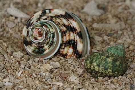 Conch Snail Fauna - Free photo on Pixabay - Pixabay
