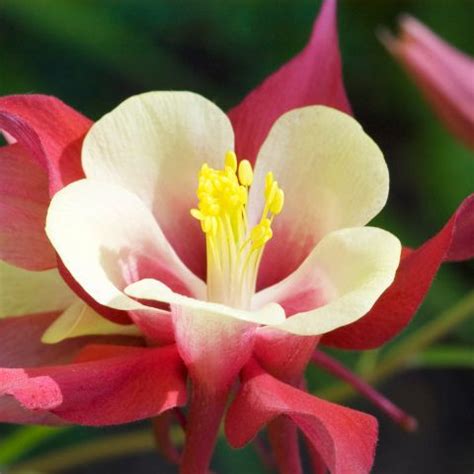 Cardinal Columbine Songbird Series With Large Deep Red Flowers