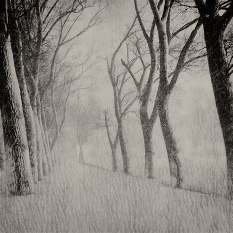 Trees in Snow | Behance