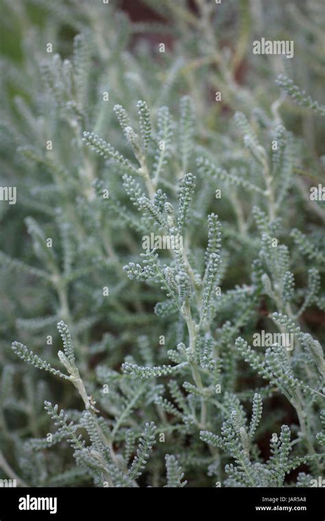 Lavender Cotton Plant Stock Photo - Alamy