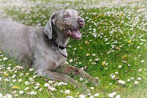 Weimaraner Meadow Dog Purebred Free Photo On Pixabay