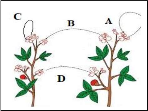 MCQ The Diagram Shown Below Depicts Pollination Choose The Options