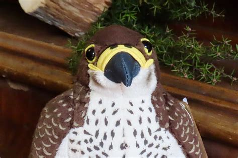 Falcon Plush Toy – Raptor Refuge Inc.