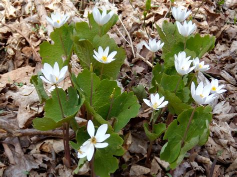 Bloodroot Beaux Arbres Plantes Indigènes Native Plants