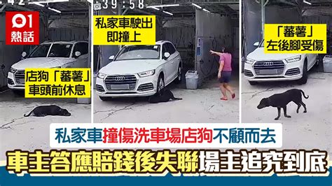 洗車場店狗遭私家車撞斷腳 車主承諾賠償後突失聯 場主堅決提告