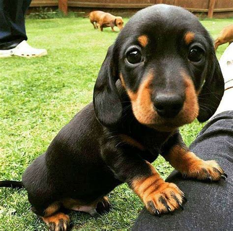 9 Fatos Interessantes Sobre O Cachorro Salsicha A Raça Dachshund