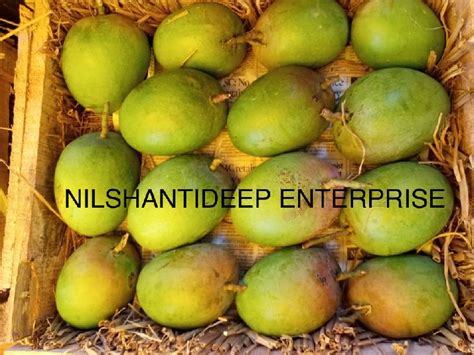 Common Alphonso Mangoes For Direct Consumption Food Processing Juice