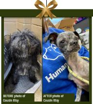 Home For The Holidays — Humane Indiana