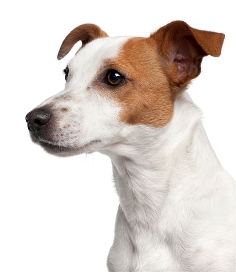 Jack Russell Terrier Png Zdj Cia Darmowe Pobieranie Na Freepik