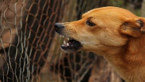 Como Reconocer La Rabia En Perros Mediante Tips Prevenci N