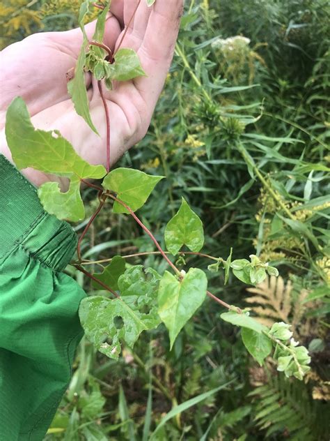 Climbing False Buckwheat From Rutland County Us Vt Us On September