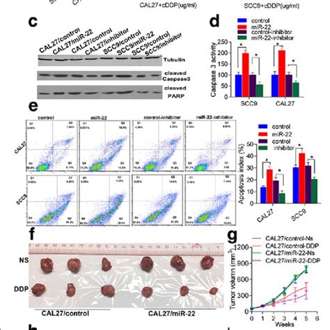 Mir Increases Chemosensitivity To Cddp In Tongue Cancer Cells A The