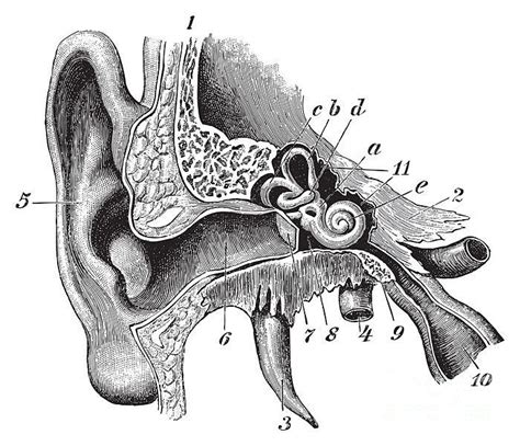 Human Ear Anatomy Vintage Digital Art by Hein Nouwens - Pixels