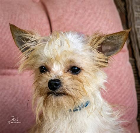 Dog for Adoption - LOVEABLE LENNY, a Yorkshire Terrier Yorkie in Beacon, NY | Alpha Paw