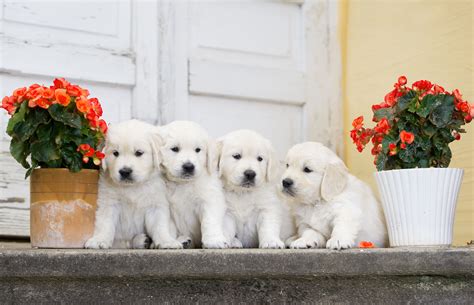 Flowers and Puppies Wallpapers on WallpaperDog