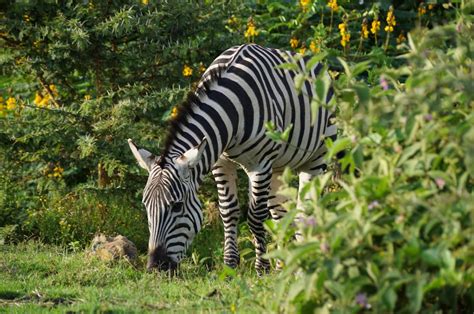 A Zebra Eating Grass In The Wild · Free Stock Photo