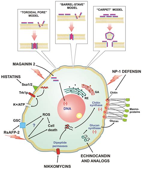 Modes Of Action Proposed For Anti Fungi Peptides Download Scientific Diagram