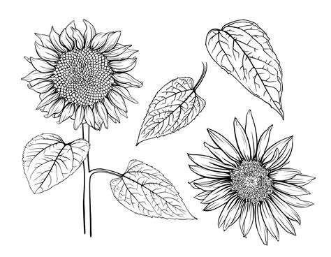 Hand Drawn Monochrome Sunflowers Sunflower Outline Sunflower Line Art