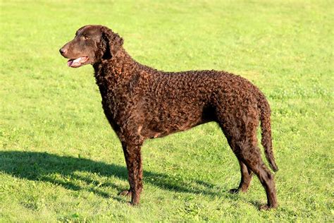 Meet the Curly Coated Retriever!