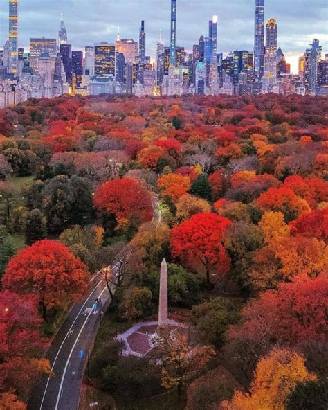 Foliage A Central Park New York TristeMondo It