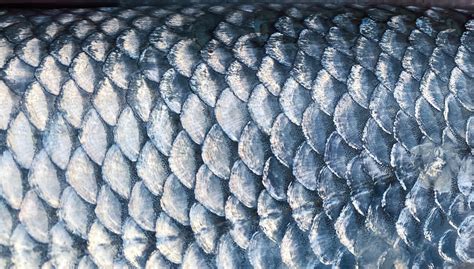 Can You Eat Fish Scales and How do They Taste? - Fishmasters.com