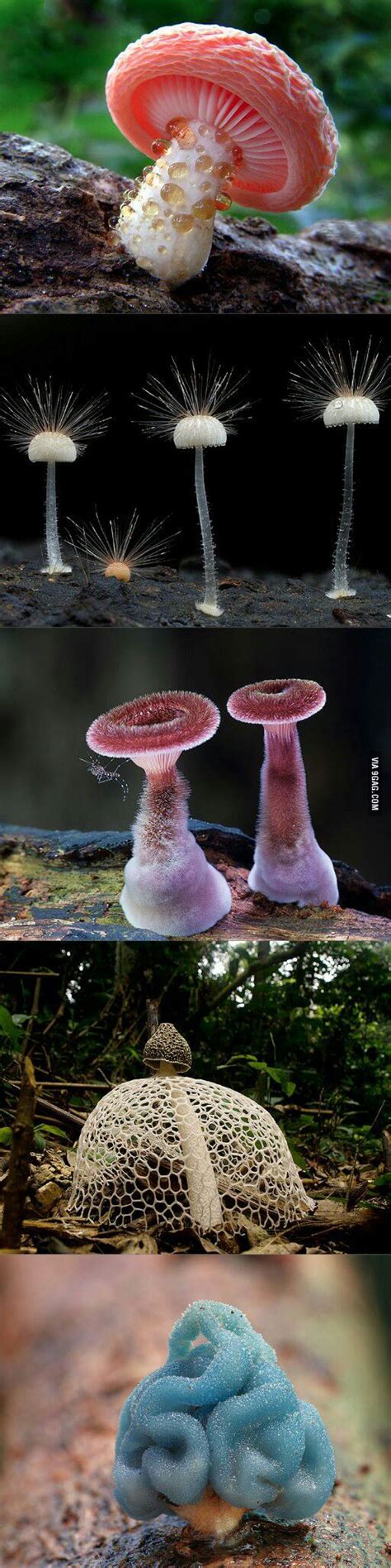 Behold These Beautiful Mushrooms 9gag Nature Plants Green Nature Lichen Moss Mushroom