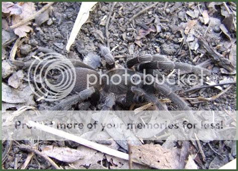 Well finally bought a Bird Eating Spider :) | Aussie Pythons & Snakes Forum