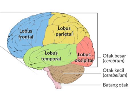 Anatomi Otak Dan Fungsinya