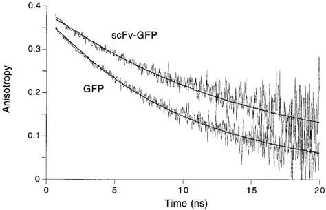 Fluorescence Anisotropy Decay Curves Of Gfp And Scfv Gfp The