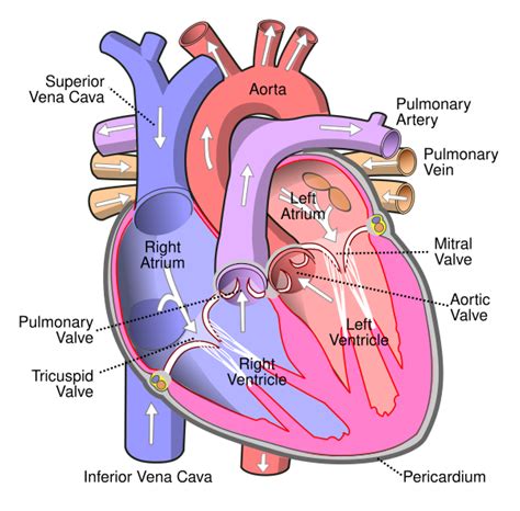 Template:Heart diagram 250px - Wikipedia